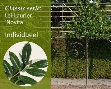 Lei-Laurier 'Novita' - Classic - individueel geen extra's image