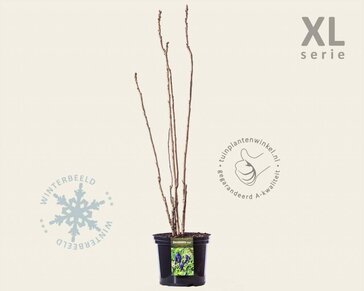 Decaisnea fargesii - XL