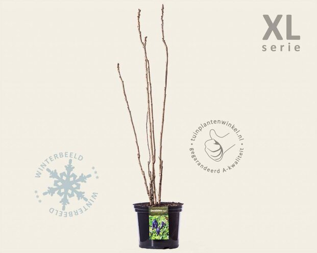 Decaisnea fargesii - XL