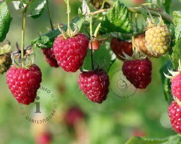 Rubus idaeus 'Heritage'
