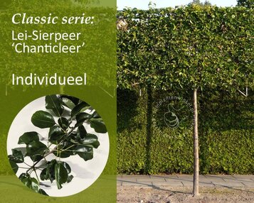 Lei-Sierpeer - Classic - individueel geen extra's image