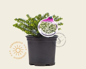 Erica darleyensis 'White Perfection' image