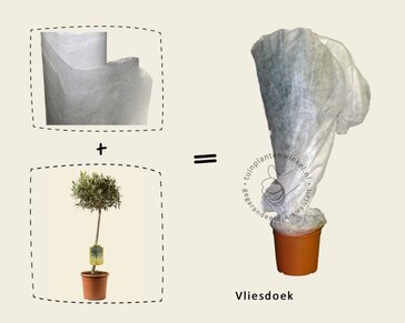 Olea europaea - 50 cm stam