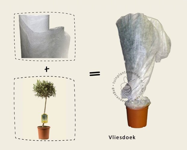Olea europaea - 50 cm stam