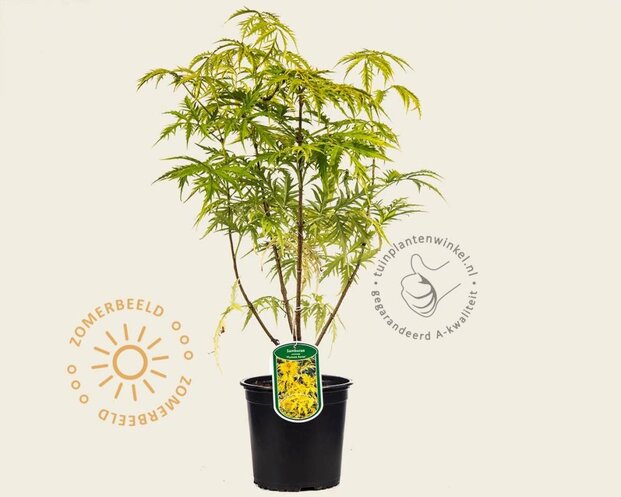Sambucus racemosa 'Plumosa Aurea'