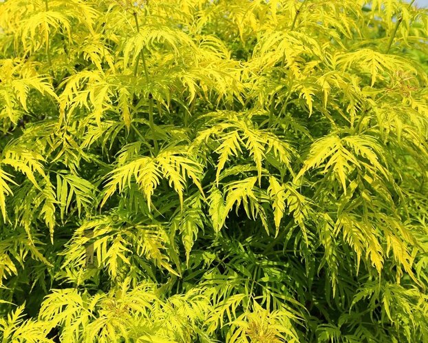 Sambucus racemosa 'Plumosa Aurea'
