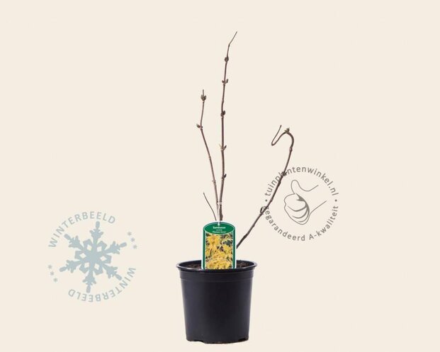 Sambucus racemosa 'Plumosa Aurea'