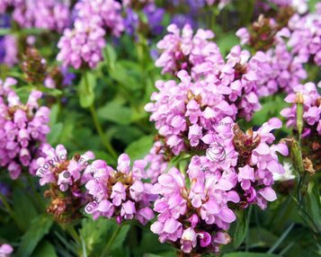 Prunella grandiflora image