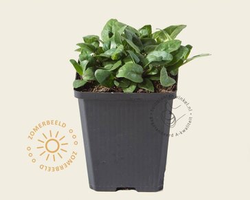 Prunella grandiflora