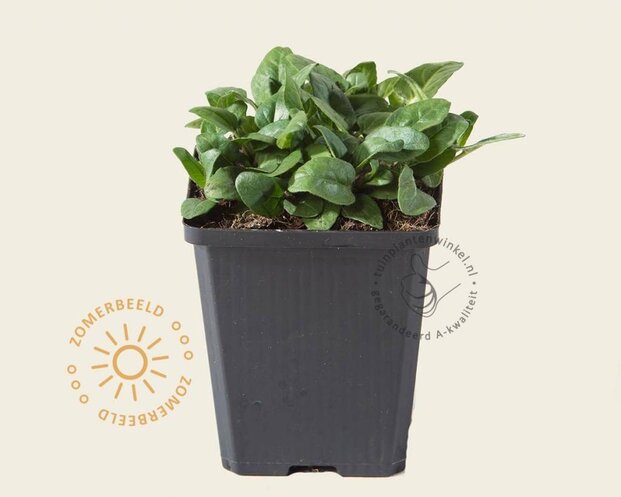 Prunella grandiflora