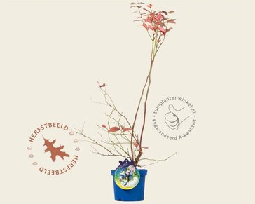 Vaccinium corymbosum 'Goldtraube'