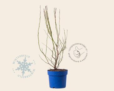 Vaccinium corymbosum 'Goldtraube'