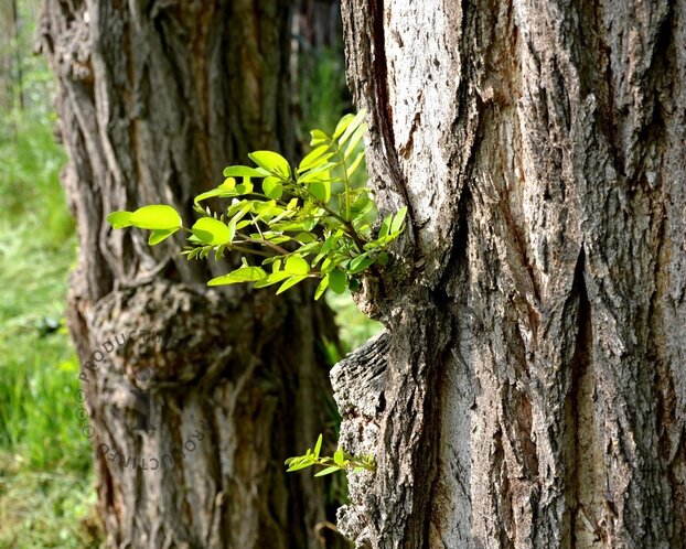 Robinia pseudo-acacia 'Frisia'