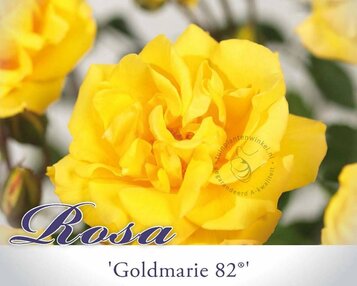 Rosa 'Goldmarie 82' image