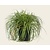 Carex oshimensis 'Evergold'