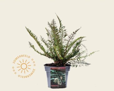 Polystichum munitum