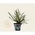 Polystichum munitum