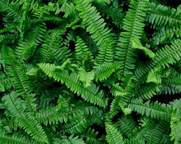 Polystichum munitum
