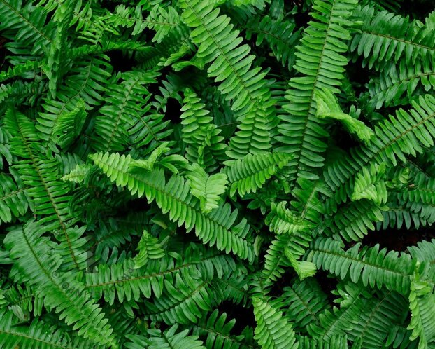 Polystichum munitum