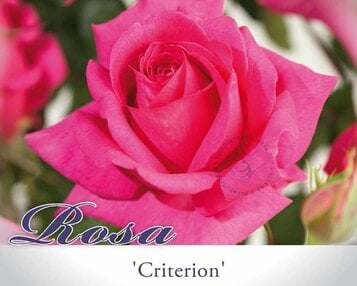 Rosa 'Criterion' image