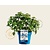 Hydrangea macr. 'Endless Summer - Popstar Blue'
