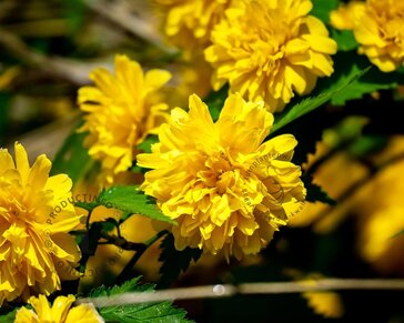 Kerria japonica 'Pleniflora'