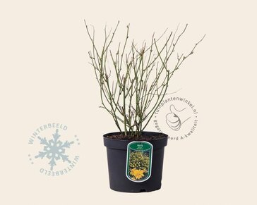 Kerria japonica 'Pleniflora'