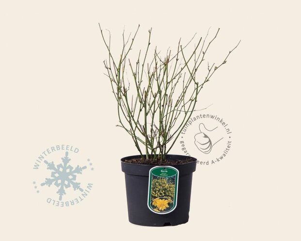 Kerria japonica 'Pleniflora'