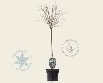 Prunus incisa 'Kojou-no-mai' - 60 cm stam
