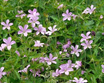 Geranium endressii 'Wargrave Pink'