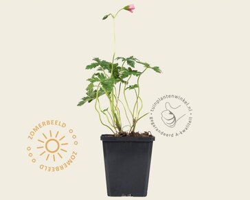 Geranium endressii 'Wargrave Pink'