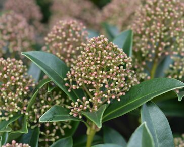 Skimmia japonica 'Marlot'