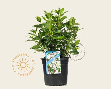 Viburnum tinus 'Eve Price' image