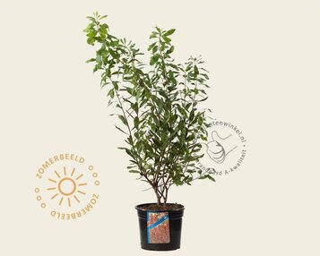 Myrica gale image