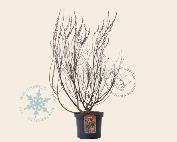 Myrica gale