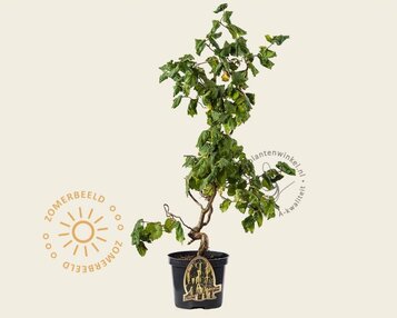 Corylus avellana 'Contorta' image