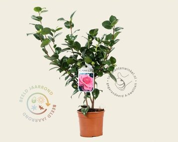 Camellia japonica 'Ack-Scent' image