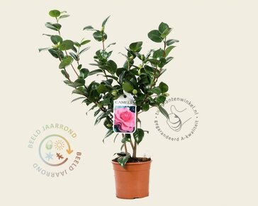 Camellia japonica 'Ack-Scent'