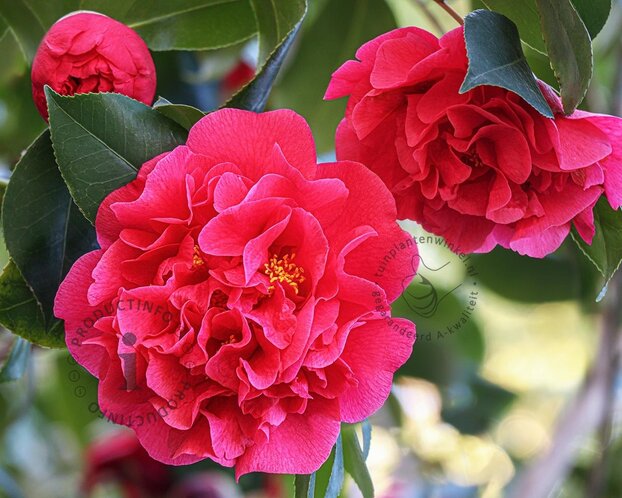 Camellia japonica 'Ack-Scent'