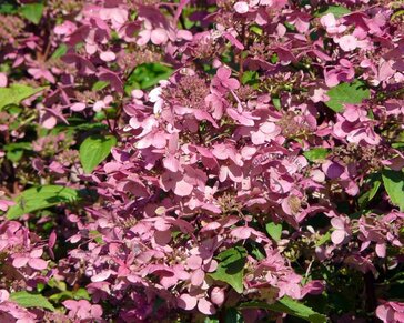 Hydrangea paniculata 'Wim's Red'