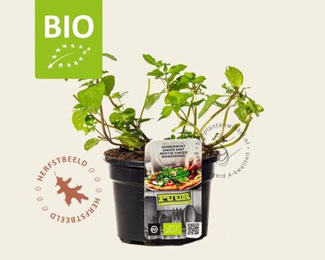 Mentha gracilis 'Ginger' Puur