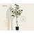 Prunus avium 'Kordia' - laagstam
