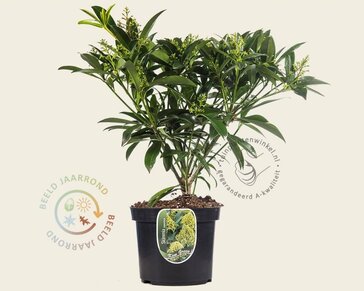 Skimmia japonica 'Kew Green'