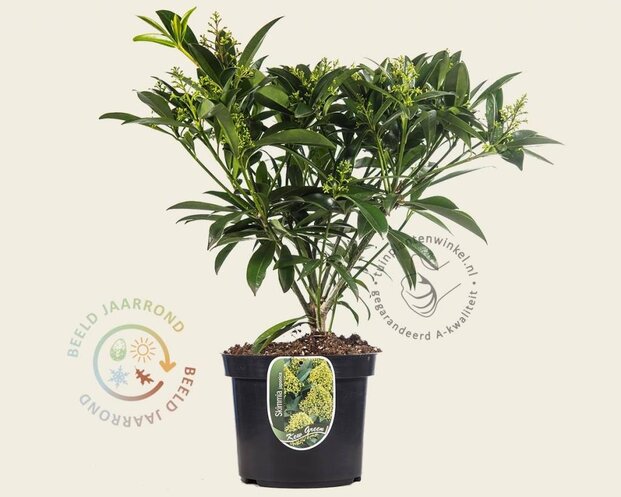 Skimmia japonica 'Kew Green'