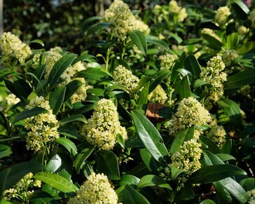Skimmia japonica 'Kew Green'