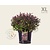 Leucothoe 'Zeblid' - XL