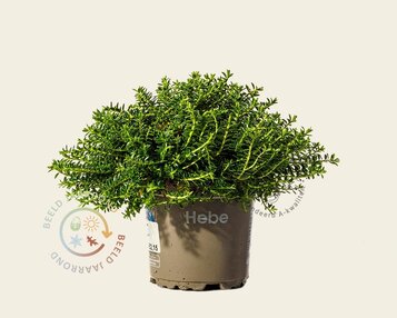 Hebe prostrata image