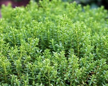 Hebe prostrata