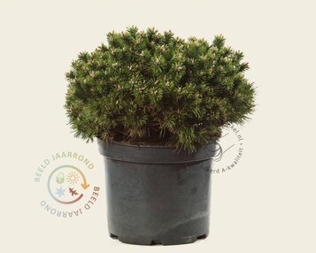 Pinus mugo 'Benjamin' image