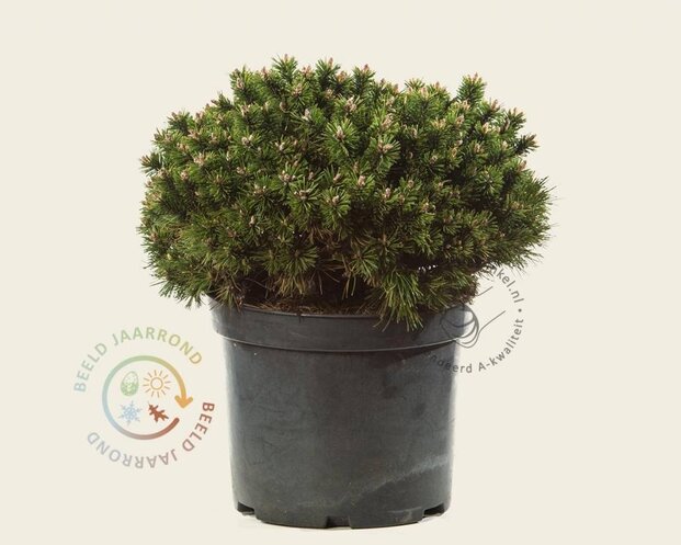 Pinus mugo 'Benjamin'